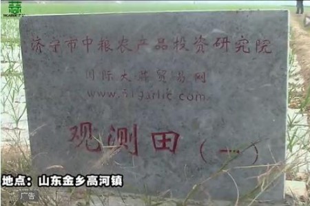 2015年金鄉(xiāng)觀測(cè)田新蒜長(zhǎng)勢(shì)記錄—“老石說(shuō)市”第十六期 (4611播放)