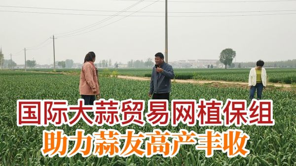 國(guó)際大蒜貿(mào)易網(wǎng)植保組助力蒜友高產(chǎn)豐收 (713播放)